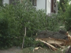 Incidentul a avut loc în preajma unui bloc de locuit. În timpul căderii, mai multe crengi au atins balcoanele. 