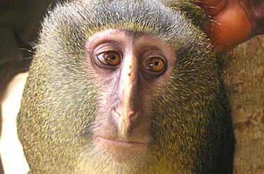 Cercopithecus lomamiensis являются небольшими тропическими обезьянами, которые живут  преимущественно на земле. 