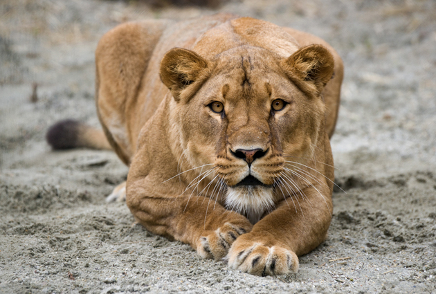 O fată în vârstă de 15 ani din SUA a fost muşcată, marţi, de o leoaică de la Grădina Zoologică din Rădăuţi, după ce a intrat într-un perimetru interzis.