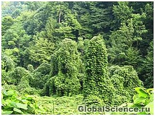Экстракт китайского растения Kudzu воздействует на восприятие крепких напитков и может стать отличным средством в борьбе с алкоголизмом.
