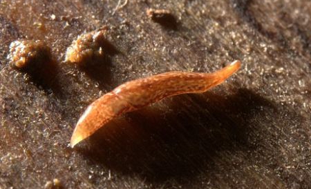 Singura specie asemanatoare celei identificate acum trăieşte în Noua Zeelandă, informează Daily Mail.  