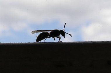 Комары кусают не всех подряд.