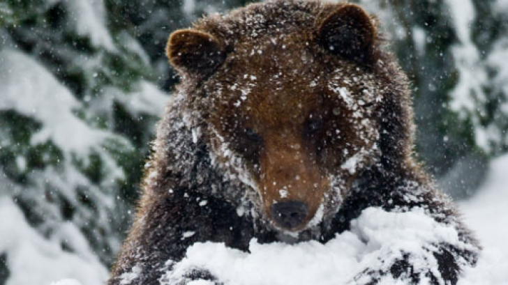 Animalul sălbatic, care avea aproximativ doi ani de zile, s-a aventurat în mod repetat în zone locuite de oameni pentru a căuta hrană. 