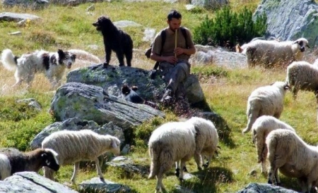  De foarte multe ori. Puţini dintre noi realizează că ciobănia este o activitate demnă de admiraţie.