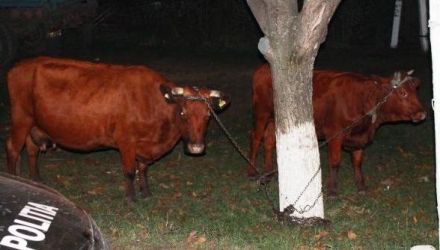 Tinerii sunt originari din Sângera și Molești (Ialoveni)