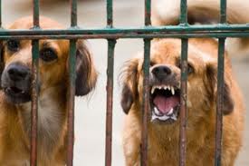 Timp de 30 de zile, animalele din gospodării vor fi supravegheate atent de medici veterinari.