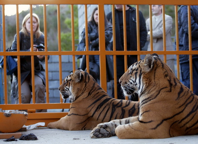 Tânărul a sărit în cuşca tigrilor de pe o cale ferată construită lângă grădina zoologică, de la o înălţime de 6 metri. 