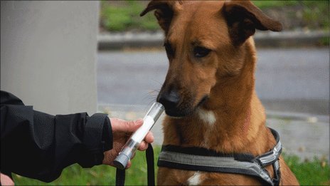 Когда собака находит такого пациента в больнице, она подает доктору особый знак.