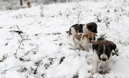 Ninsorile fac ravagii şi în Grecia, unde autorităţile au închis sute de şcoli şi şosele, inclusiv cele din capitală, din cauza căderilor masive de zăpadă. 