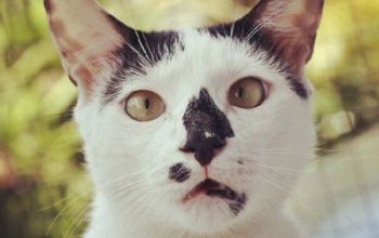 Îi este frică de aparatul de fotografiat. Când în sfârşit am reuşit să-l pozăm, arăta astfel..."