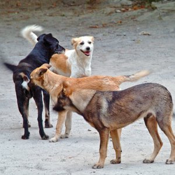 Deocamdată, nu se stie din initiativa cui au fost otravite animalele. Foto: catavencii.ro