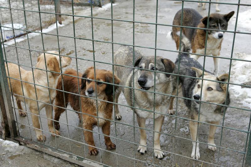Cei peste 200 de cîini nu au cum să se mute la o alta casă, riscă să se întoarcă din nou în stradă.