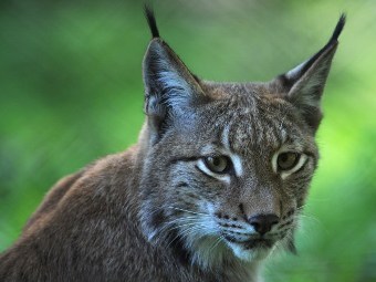 Компания Apple присвоит новой версии операционной системы OS X кодовое название Lynx ("Рысь"). Фото: ©AFP