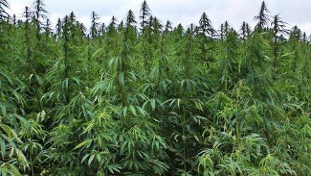 În ambele cazuri plantele de cânepă au fost nimicite. 