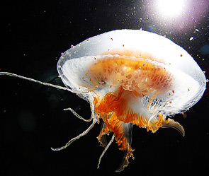  Чтобы не встретить мучительную смерть в море, туристам  Фото: GLOBAL LOOK press