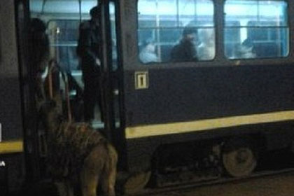 Куда житель Одессы и его питомец собирались поехать, неизвестно. Фото: odessa.net