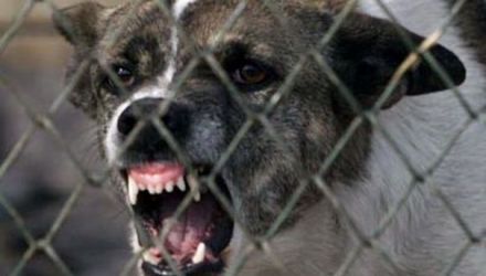 Chirtoacă ar putea semna o dispoziție prin care să fie interzisă păzirea cu câini a parcărilor, garajelor, șantierelor sau altor gospodării. Foto: gazetadesud.md
