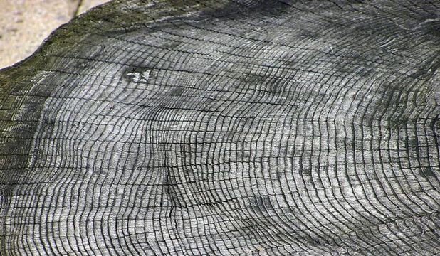 Fluxul de radiaţii care ne-a lovit planeta între anii 774-775 după Hristos