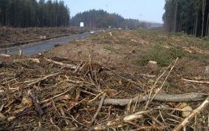 Specialiştii de la Moldsilva se arată îngrijoraţi de această situaţie