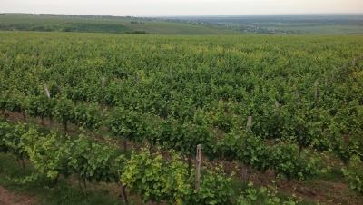 În cadrul aceluiaşi interviu, ministrul a menţionat că tot ceea ce produce Republica Moldova este prezintă interes, atât pe piaţa internă, cât şi pe cea externă