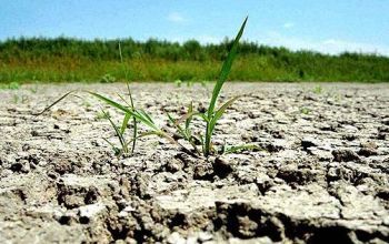 Seceta din acest an a cauzat pierderi în agricultură de aproximativ trei miliarde lei