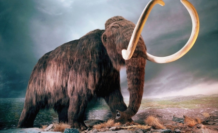  Arheologii francezi au descoperit scheletul aproape întreg al unui mamut, în nordul ţării. 