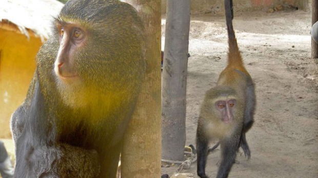 Cercopithecus lomamiensis, o nouă specie de maimuţă descoperită în RD Congo Foto: BBC