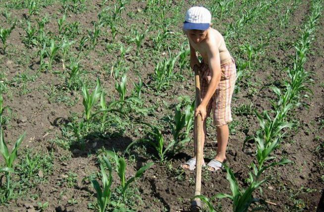 Бедность и плохие условия жизни заставляют некоторых родителей отрывать детей от школы, чтобы они помогали им по работе в селе.
