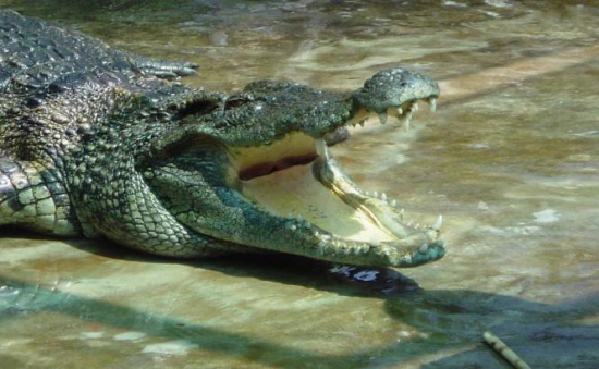  Un pescar francez, care se afla în vacanţă în Australia, a reuşit să scape ca prin minune din fălcile unui crocodil, lovindu-l cu pumnii.