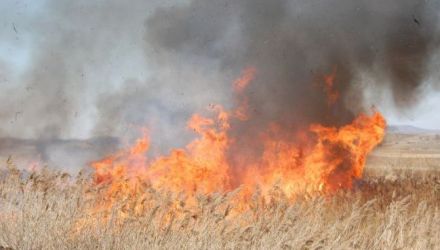 Cele mai multe focare de vegetație uscată au fost stinse în localități din raioanele Orhei, Rîșcani și Anenii Noi. 