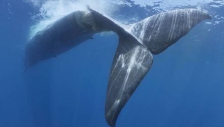 Specialiştii avertizează că numărul balenelor albastre ucise de nave de transport este foarte mare.