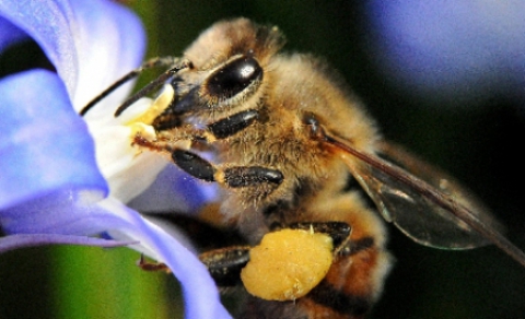 Ideea de interzicere a pesticidelor în Uniunea Europeană a apărut după ce EFSA pus în legătură neonicotinoidele cu riscul pentru sănătatea albinelor. 