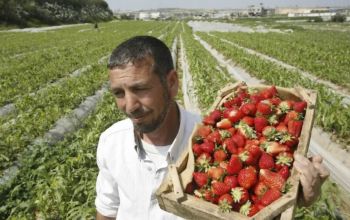Agricultorii vor să faciliteze accesul a mii de muncitori străini din afara UE, care să le ia locul celor din România