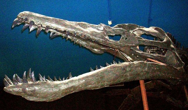 Străvechii pliozauri, care semănau cu legendarul şi controversatul monstru din Loch Ness, aveau artrită la vârste înaintate