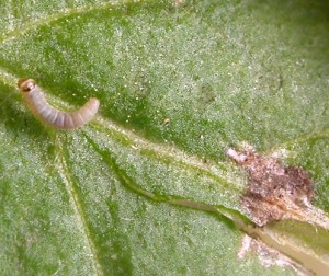 Până acum, producătorii moldoveni s-au mai confruntat cu invazia unei alte insecte asemănătoare care face parte din aceeaşi familie, doar că aceasta era o muscă.