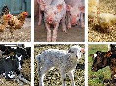 Întreprinderea de Stat „Centru Informațional Agricol” va prelua drepturile și obligațiile ÎS „Registrul Animalelor”