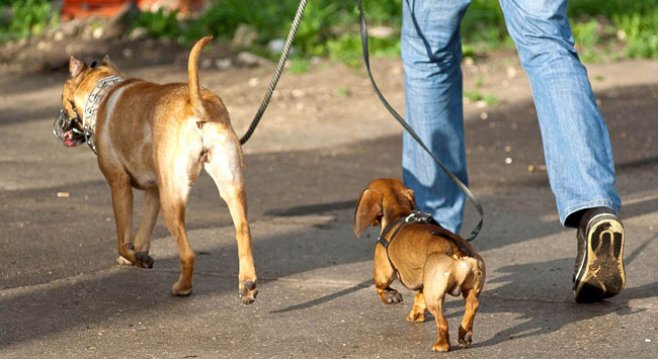 Stăpânii de animale transformă Chişinăul într-o toaletă publică