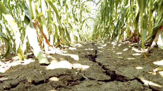 În urma secetei înregistrate în această vară în R. Moldova, agricultura a fost prejudiciată cu 2,5 miliarde de lei