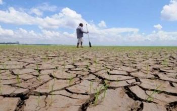 Specialiştii Moldasig finalizează procesarea materialelor pe dosarele de despăgubiri din domeniul agricol, care depăşesc 27 milioane lei