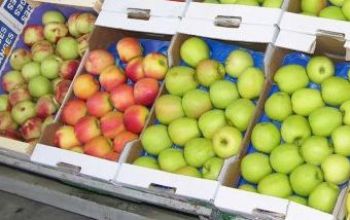 Republica Moldova nu este gata să satisfacă cererea pieții nemțești