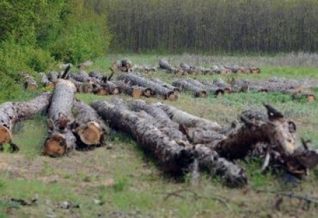 Potrivit Serviciului de presă al Procuraturii Generale, în decursul anului 2011, din pădurea Ocolului silvic Logăneşti