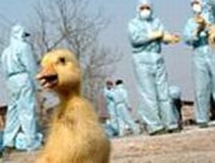 Dispoziţiile anunţate luni includ în special măsuri de carantină, sacrificarea, vaccinarea şi distrugerea produselor infectate