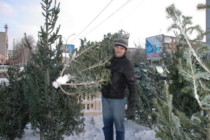 Хвойные деревья начнут срезать и выставлять на продажу с начала следующей недели и до 31 декабря.