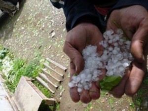 По предварительным оценкам Минсельхоза, от града и проливных дождей этим летом пострадало 38 тысяч гектаров посевов. 