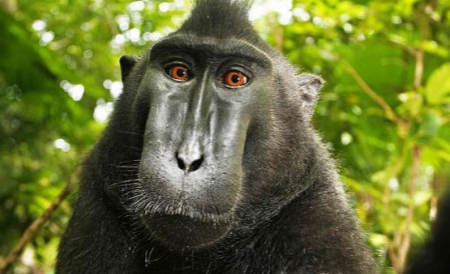 Iranul a lansat deja trei sateliţi, în 2009, dar şi o capsulă în care se aflau un şobolan, broaşte ţestoase şi insecte, în februarie 2010.