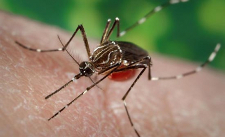 Mai multe cazuri de febra dengue au fost raportate în Croaţia şi Franţa în anul 2010.