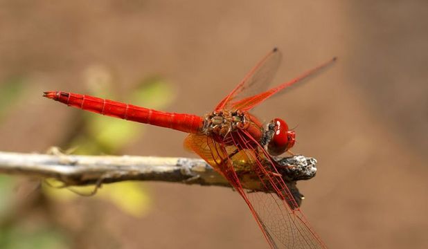 Vârsta de aur a insectelor a fost atinsă în perioada Carboniferului târziu şi a Permianului timpuriu