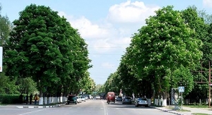 Aleeea de castani din Ungheni a fost plantată în 1975 pe o lungime de peste trei kilometri de-a lungul străzii centrale