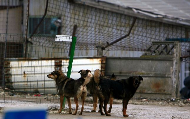 Potrivit Centrului Republican de Diagnostică Veterinară, cazuri de rabie la om nu au fost înregistrate.