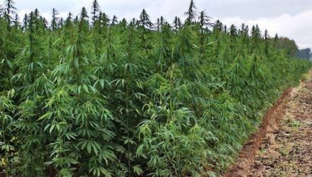 În total, au fost depistate 57890 de plante de cânepă ce creşteau pe 7 hectare de pământ